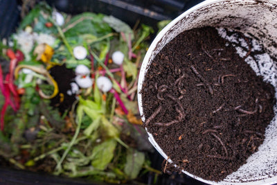 A gardener adding worms to vermicompost