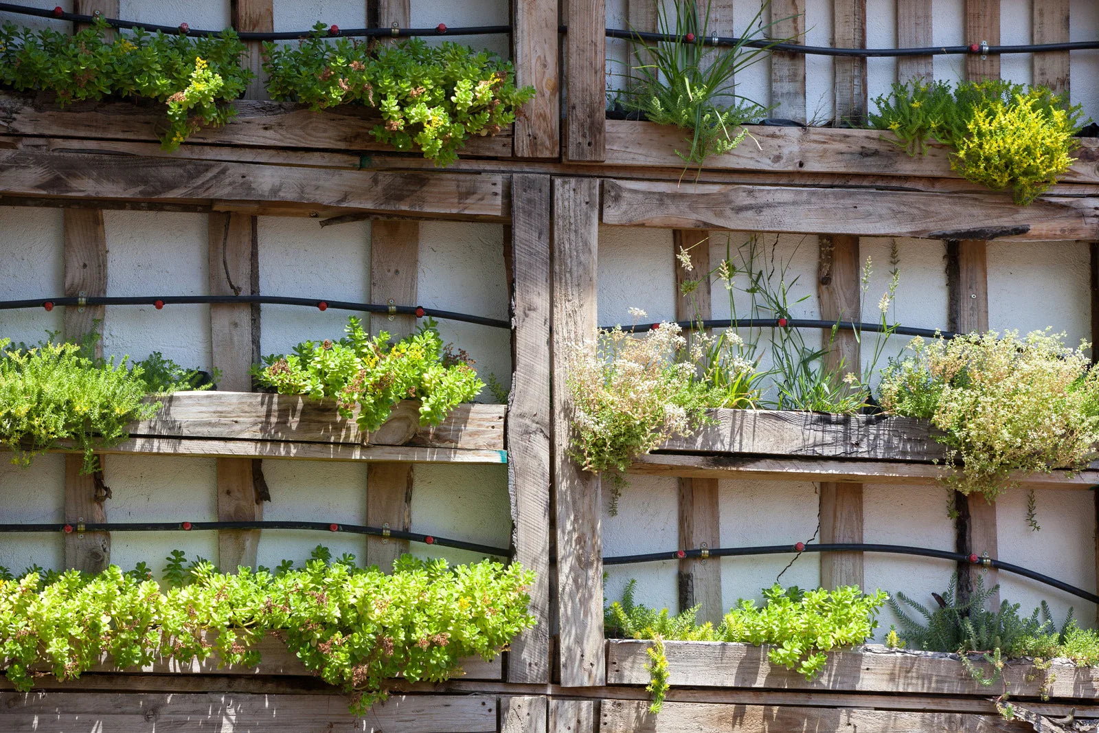 A vertical garden made of wood