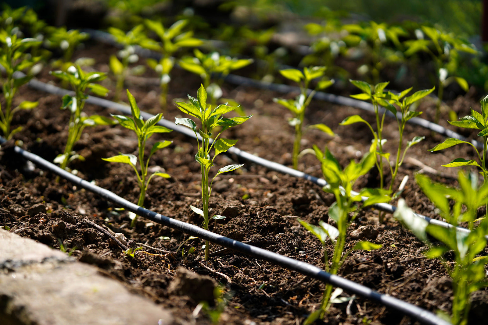 A drip irrigation system for a garden