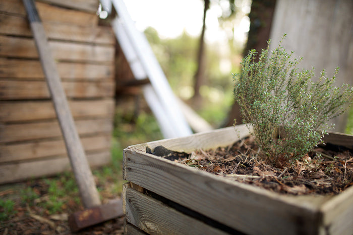 A raised garden bed with sprouting thyme