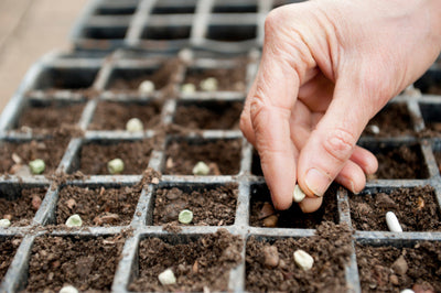 A gardener sowing seeds in containers