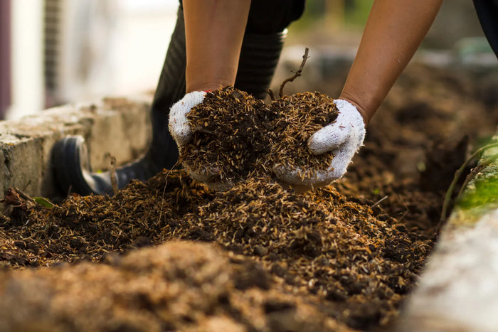 A gardener vermicomposting soil
