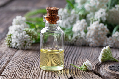 Yarrow infused into oil in a vial with a stem in background blurred out