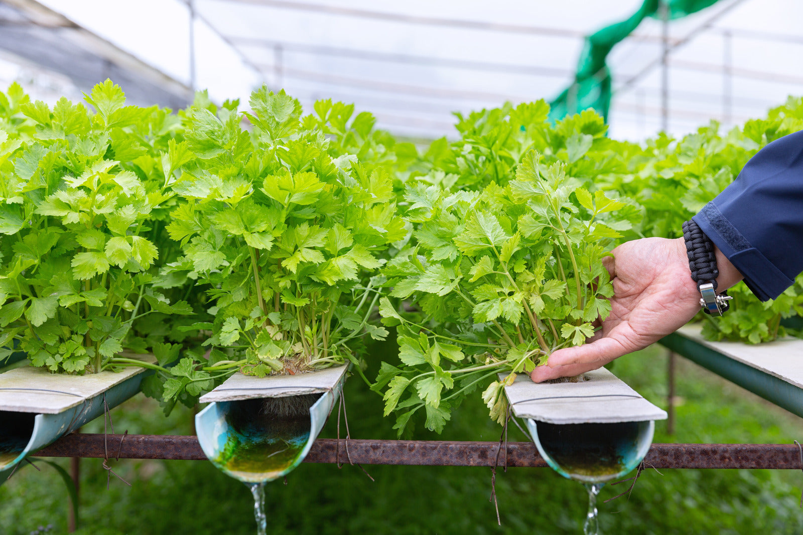 Using Aquaponics for a Self-Sustaining Survival Garden