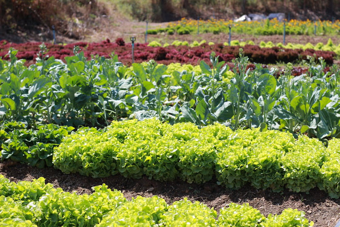 Companion Planting: Learn about the benefits of planting certain crops together