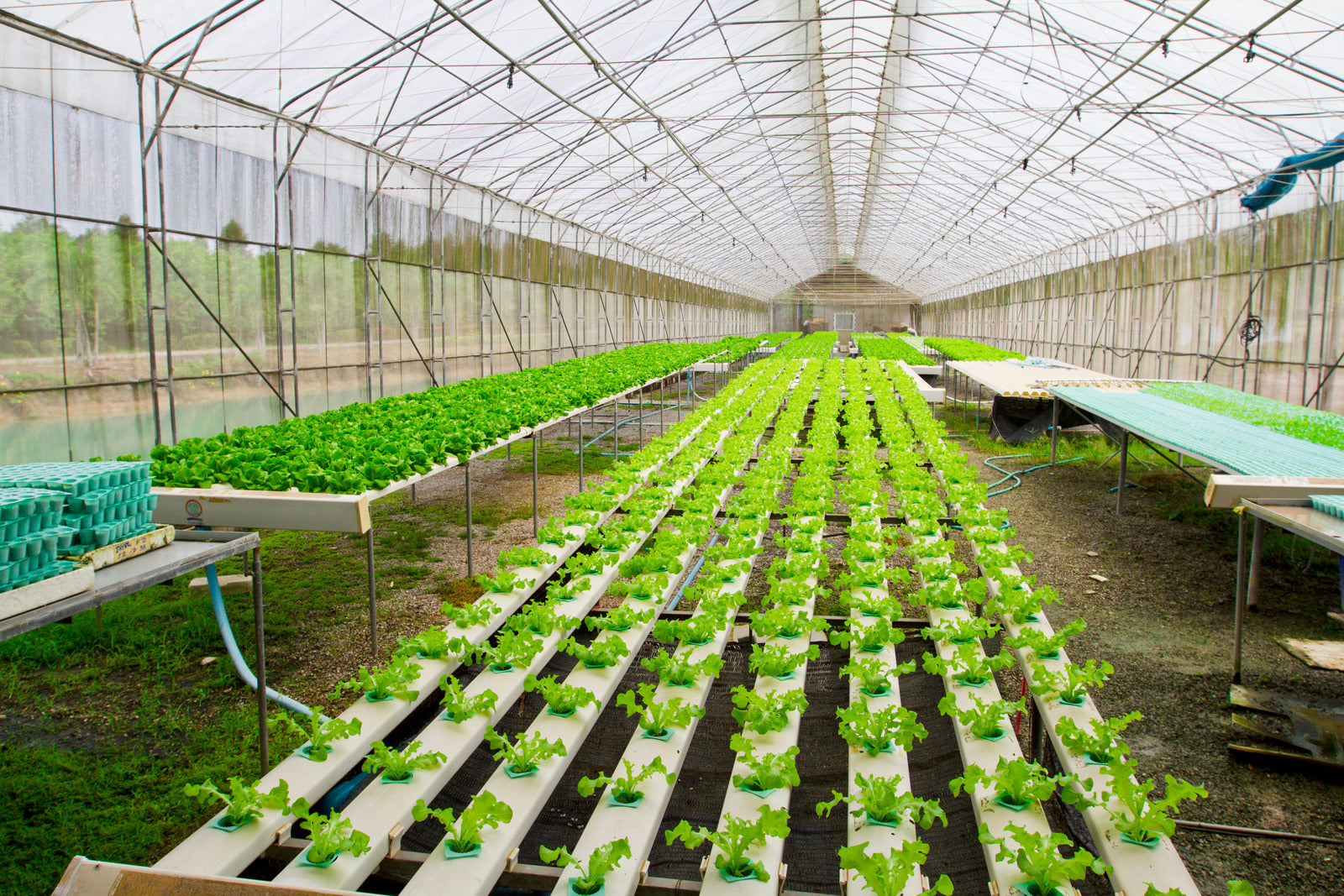 Hydroponics: Cultivating the Future of Agriculture for Your Survival Garden