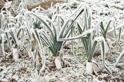 A frozen garden of carrots