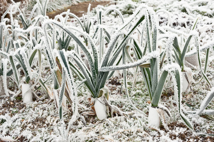 A frozen garden of carrots