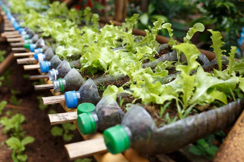 10 Ways to Save Money with Your Survival Garden