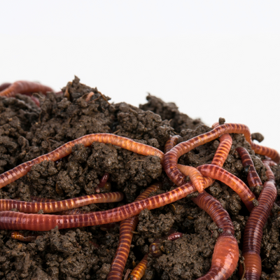 Worms & Vermicomposting
