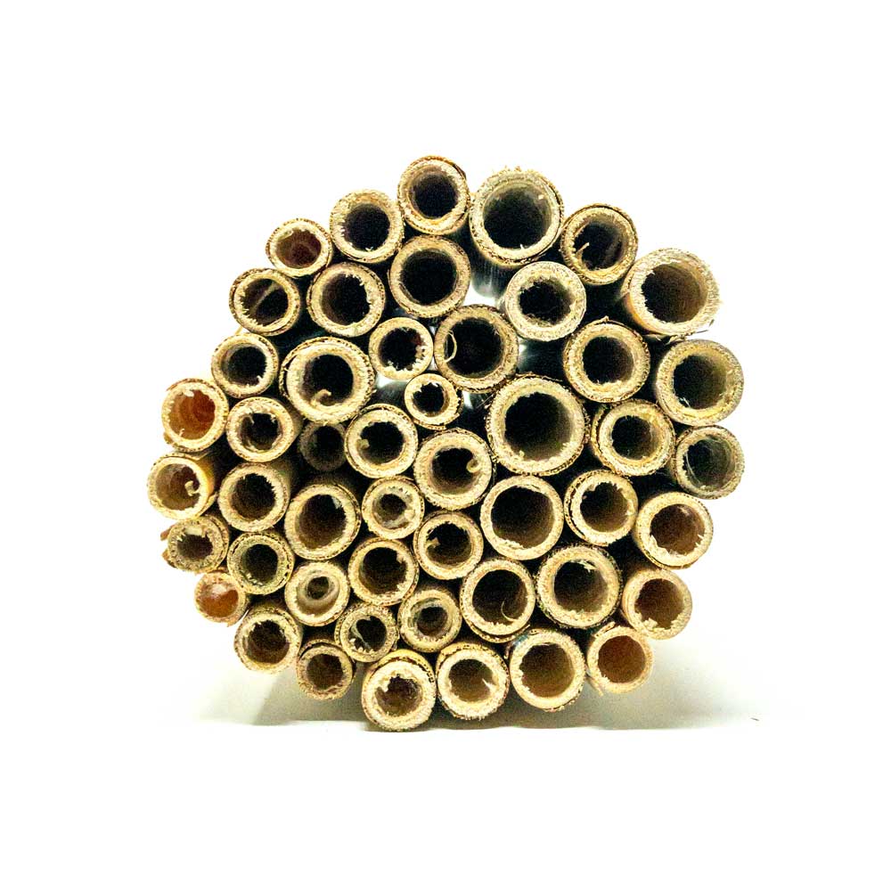 A cluster of 8mm Spring Natural Reeds for Mason Bees displayed on white