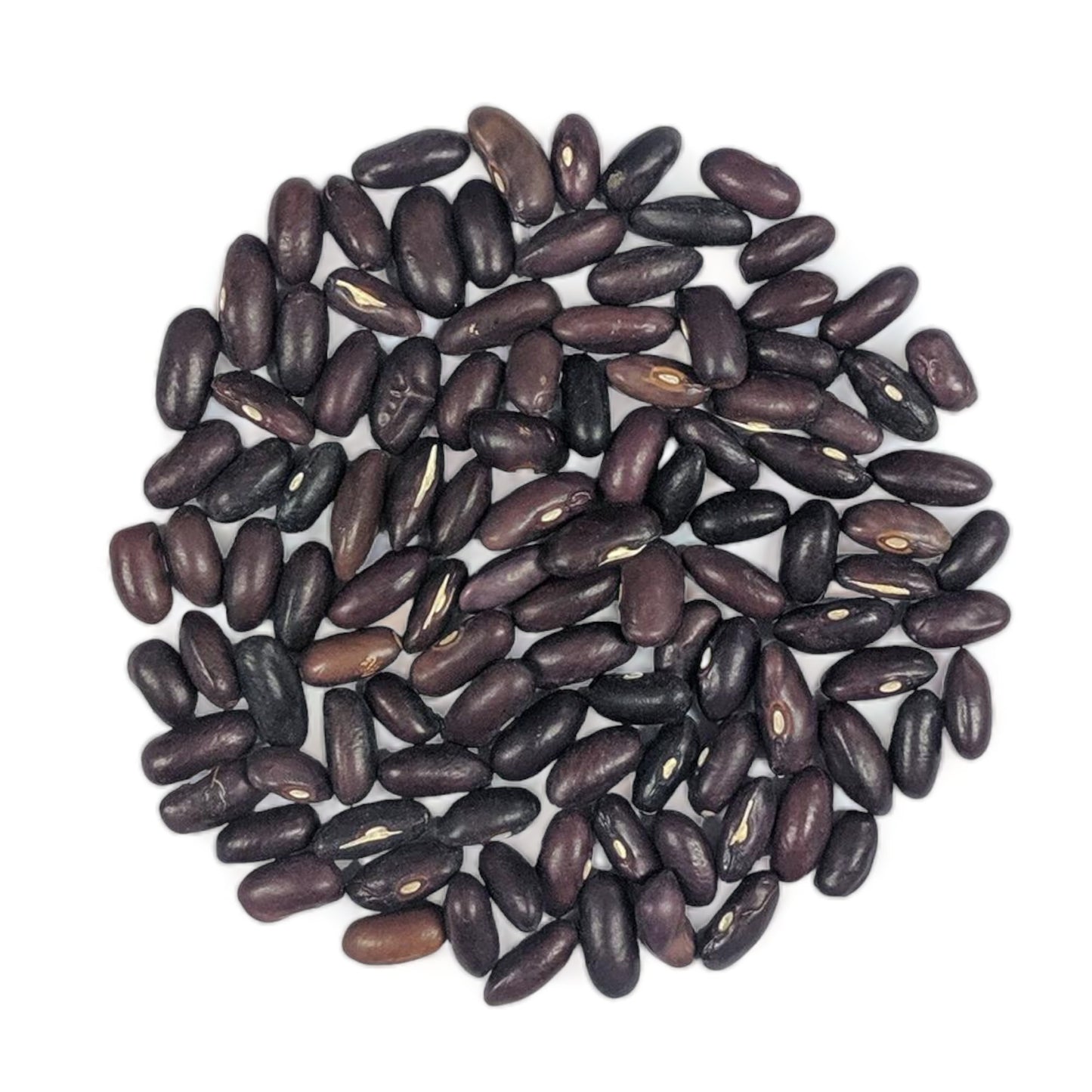 Heirloom Provider bean seeds displayed in a circular pattern