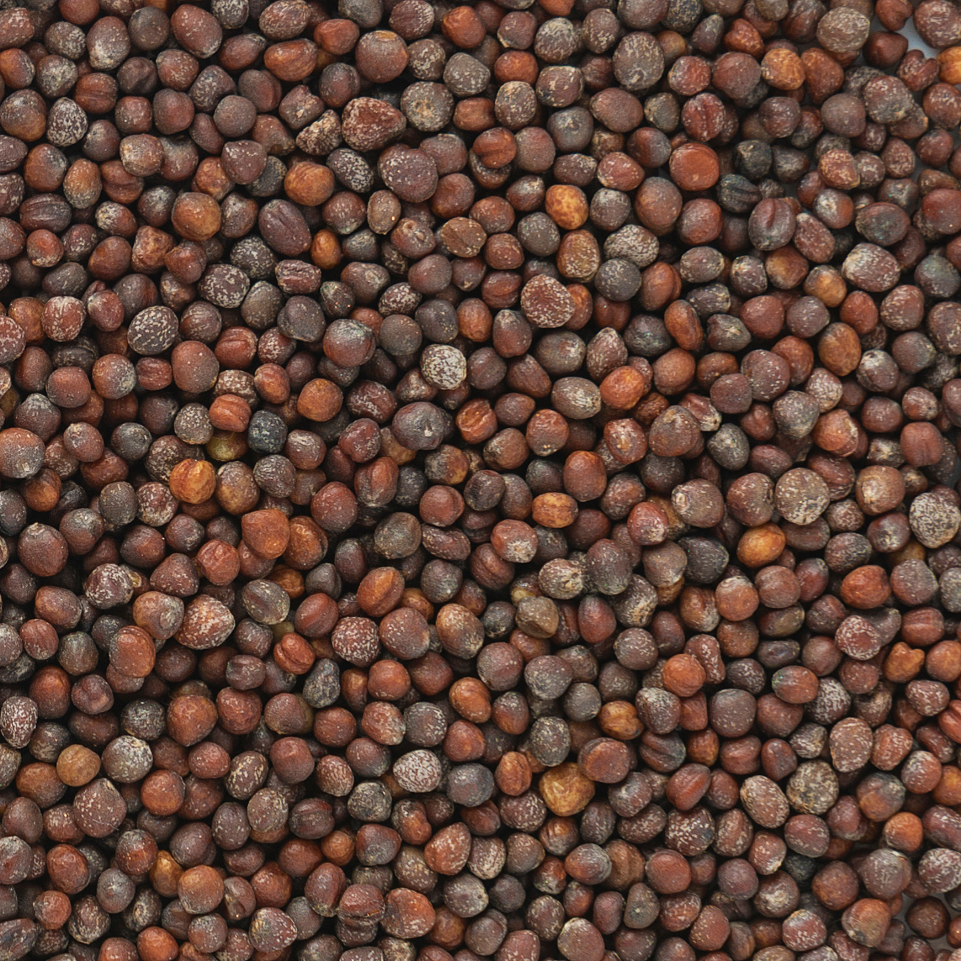 Close-up of Red Acre heirloom cabbage seeds