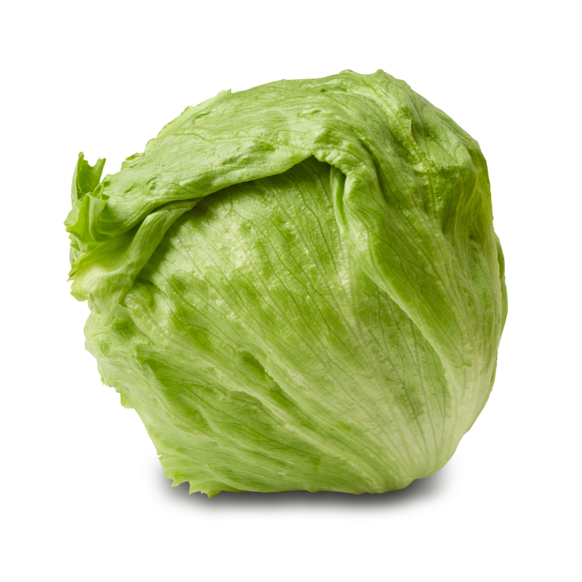 Fresh Iceberg lettuce head displayed on a white background