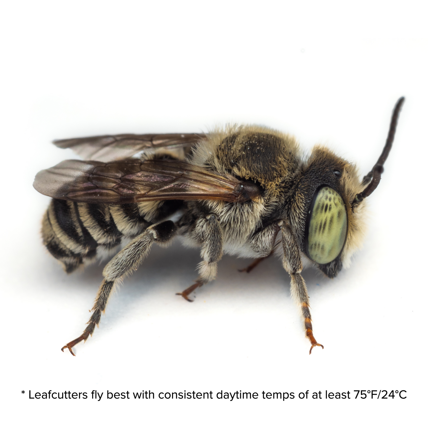 Leafcutter bee example with yellow body and distinctive green eyes
