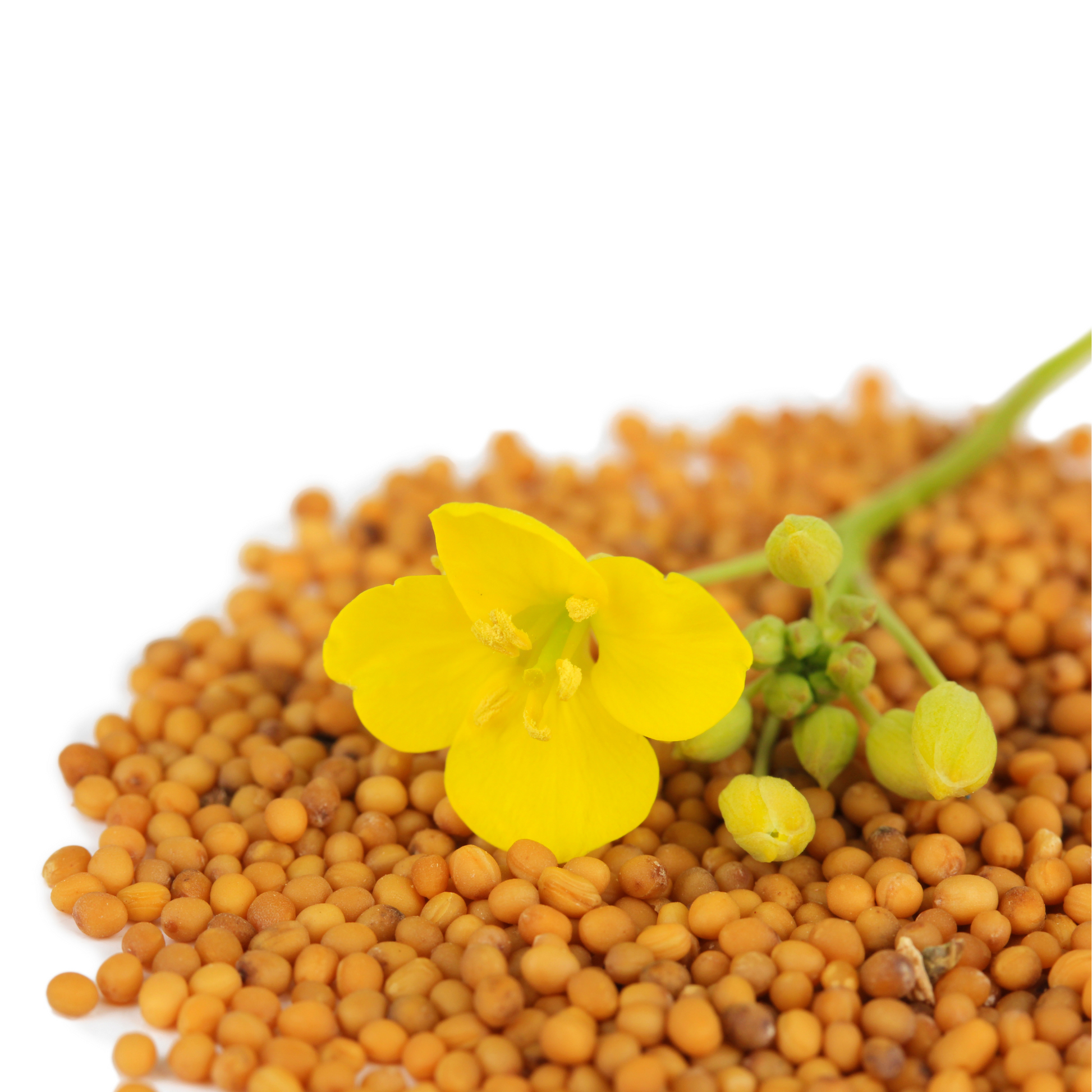 Display of Southern Giant Mustard Seed and flower example on a white backdrop