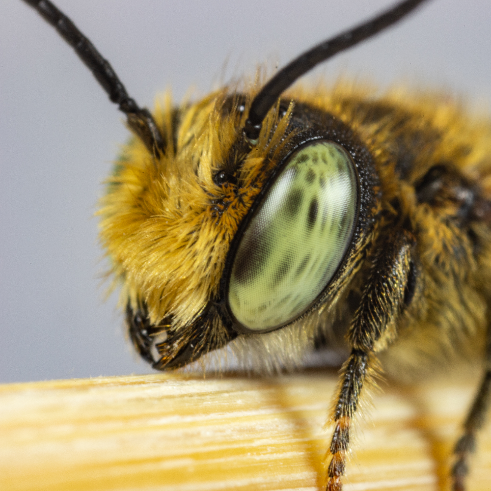 Close-up of a Leafcutter bee with vibrant green eyes