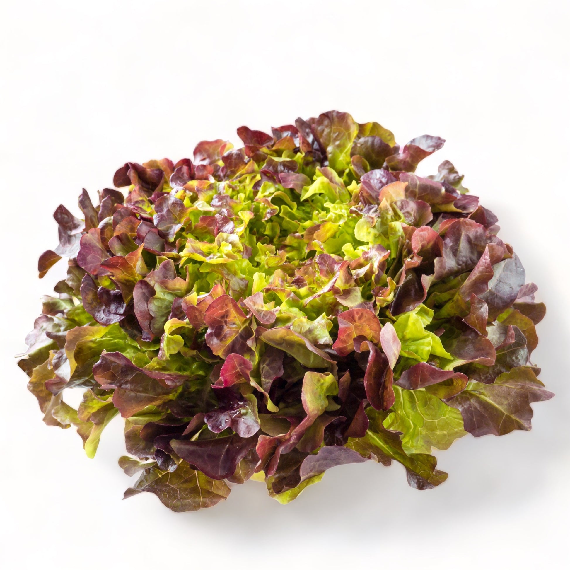 Fresh Ruby Red Leaf lettuce leaves arranged on a white surface