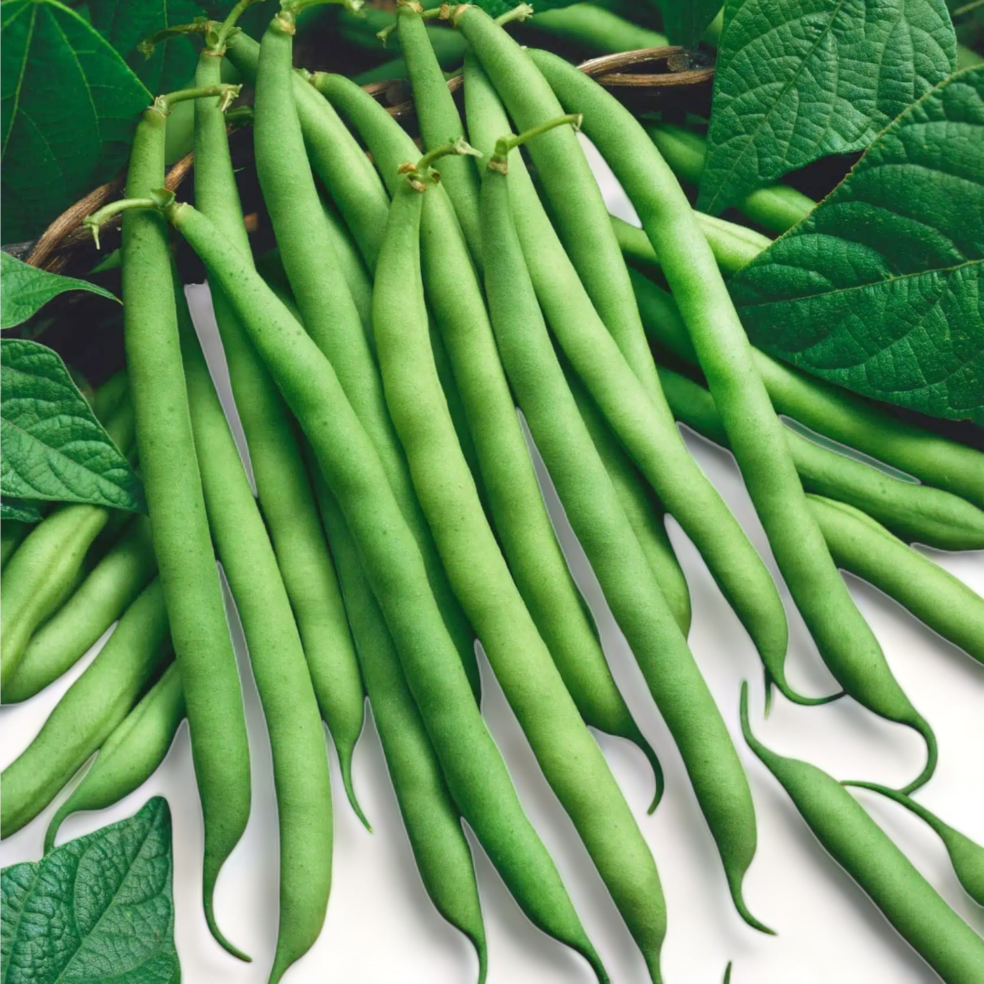 Heirloom Provider green beans scattered on display with leaves