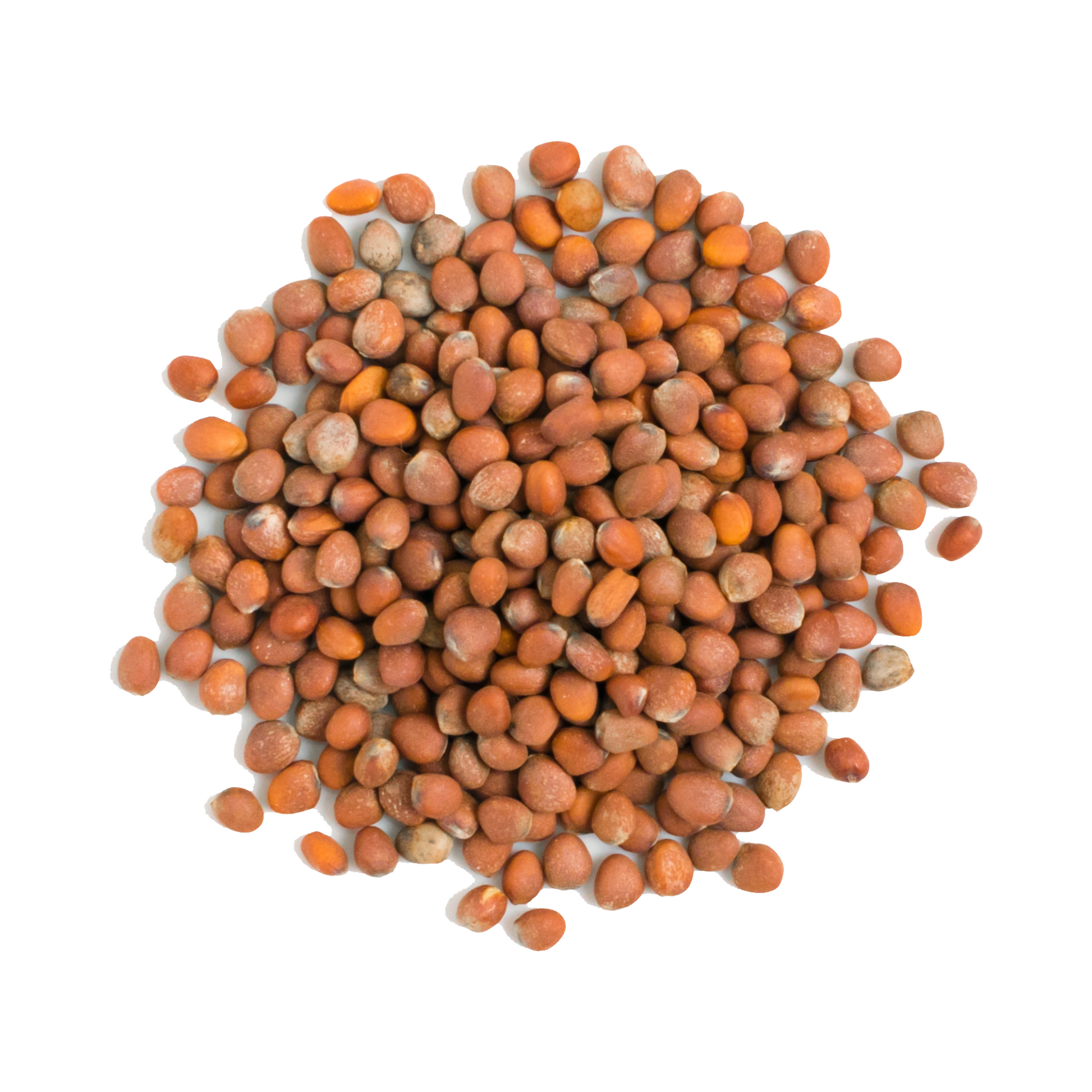 Pile of Cherry Belle radish seeds displayed on a white background