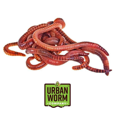 Red Wiggler Composting Worm Mix