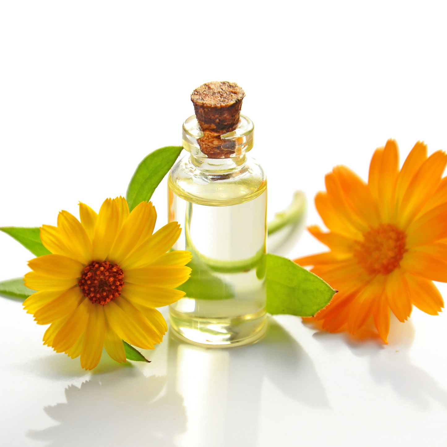 'Pacific Beauty' Calendula flowers next to a bottle of calendula-infused oil