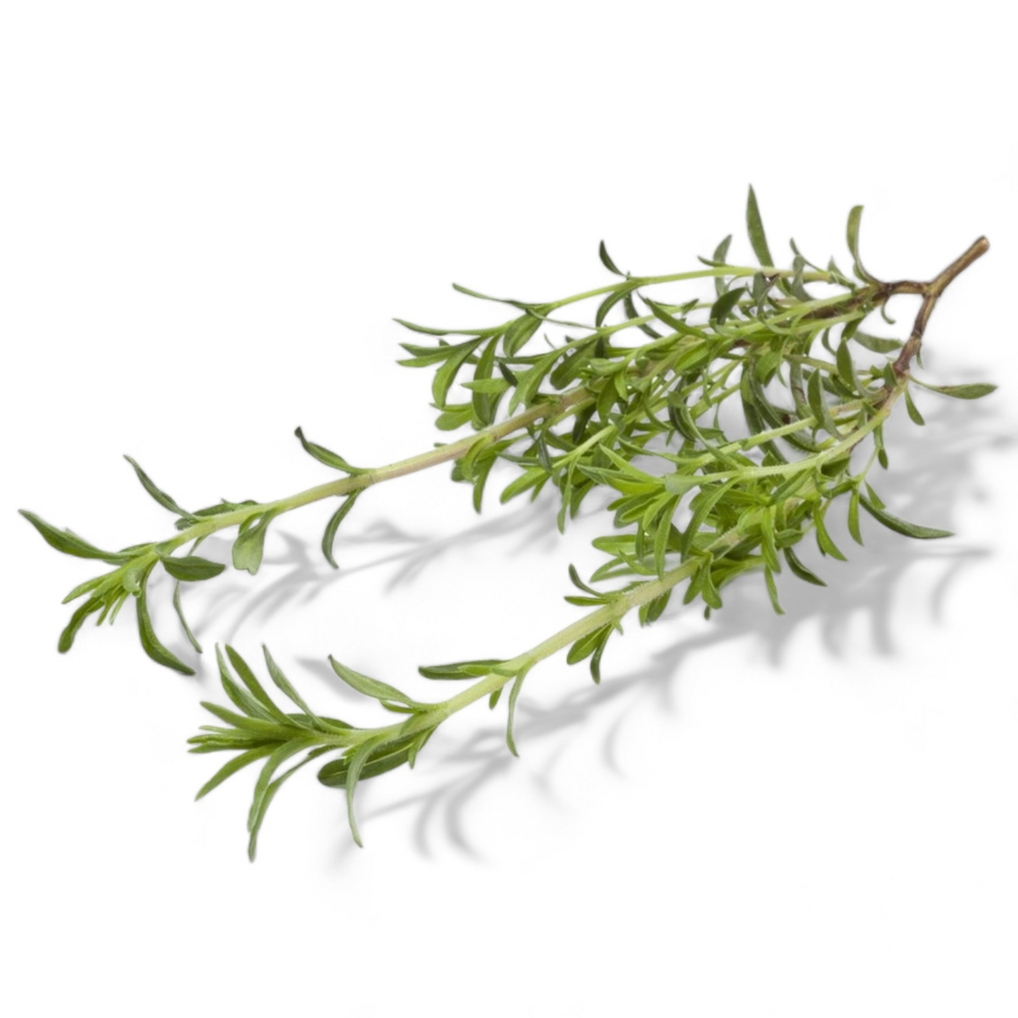 Fresh summer savory herb sprigs isolated on white background