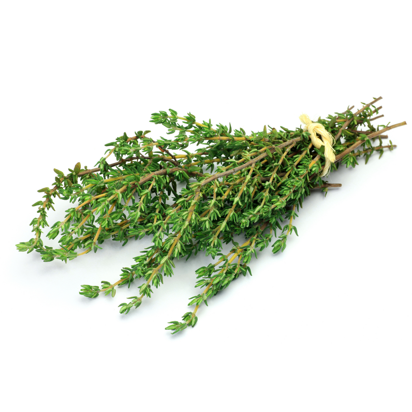 Fresh fully grown thyme sprigs isolated on a white surface