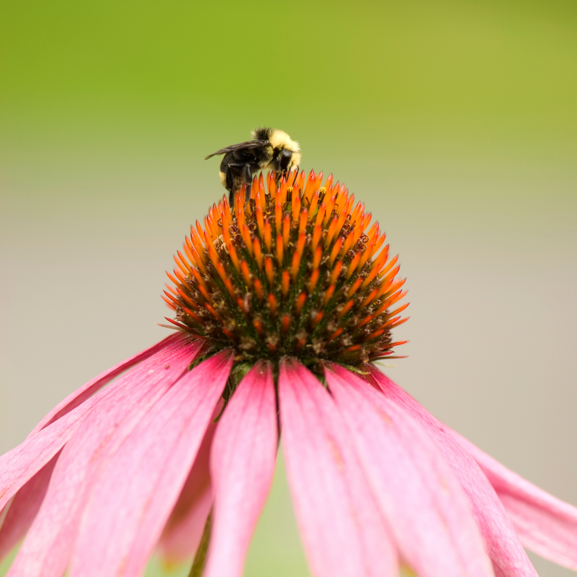 A bee perched on a vibrant pink flower, symbolizing the goal of the Pollinator Power Vault Seeds