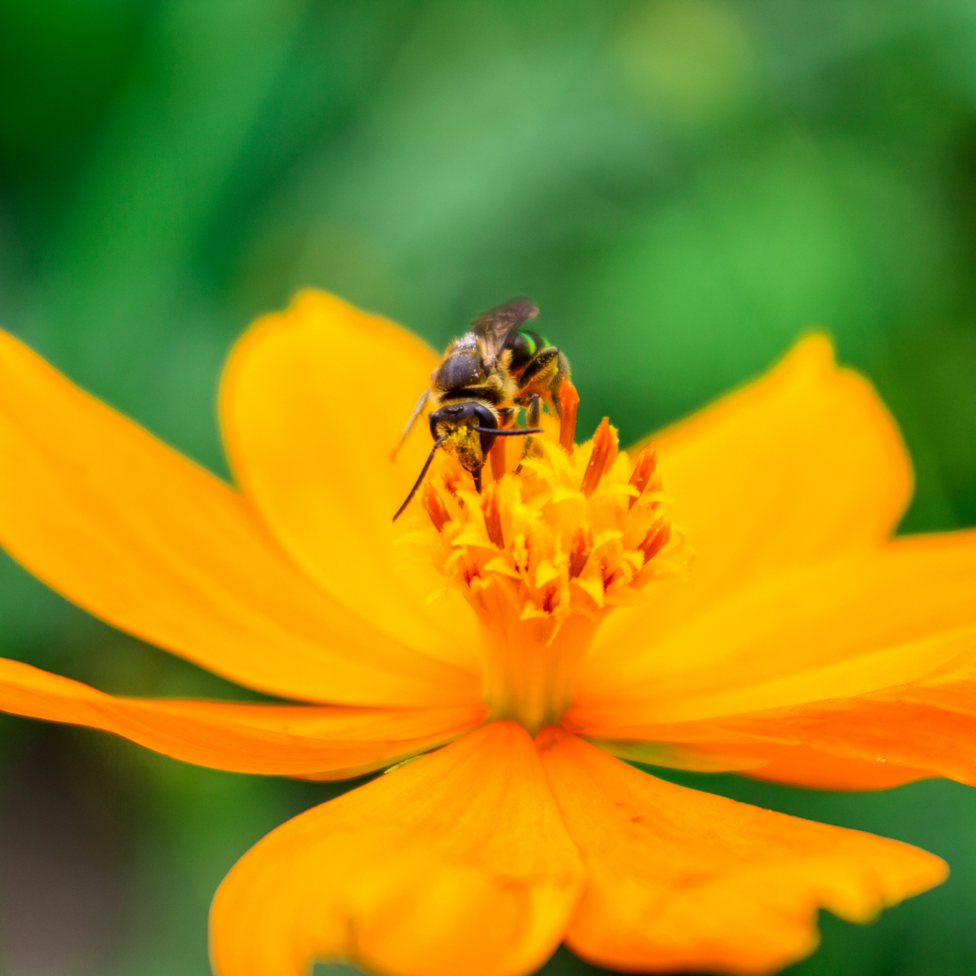 Close-up of a bee pollinating an orange flower, representing the pollination process