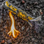 Black Beard Captain's Loot Kit | Fire Starter Kit