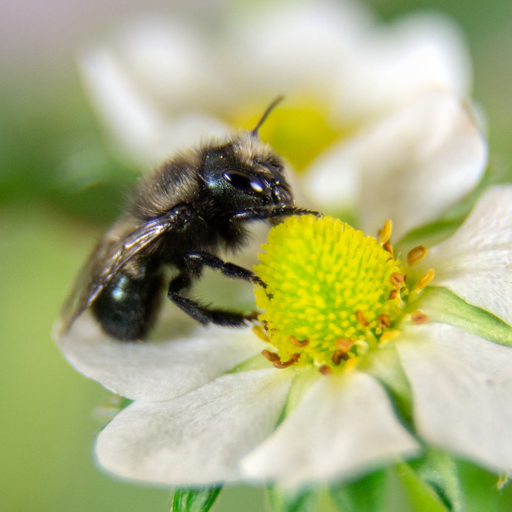 Mason bee pollinating a white blossom with lush greenery in the background
