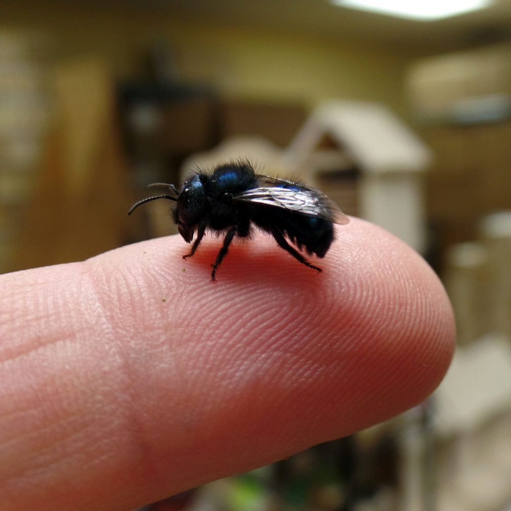 Gentle Mason bee perched on a human finger