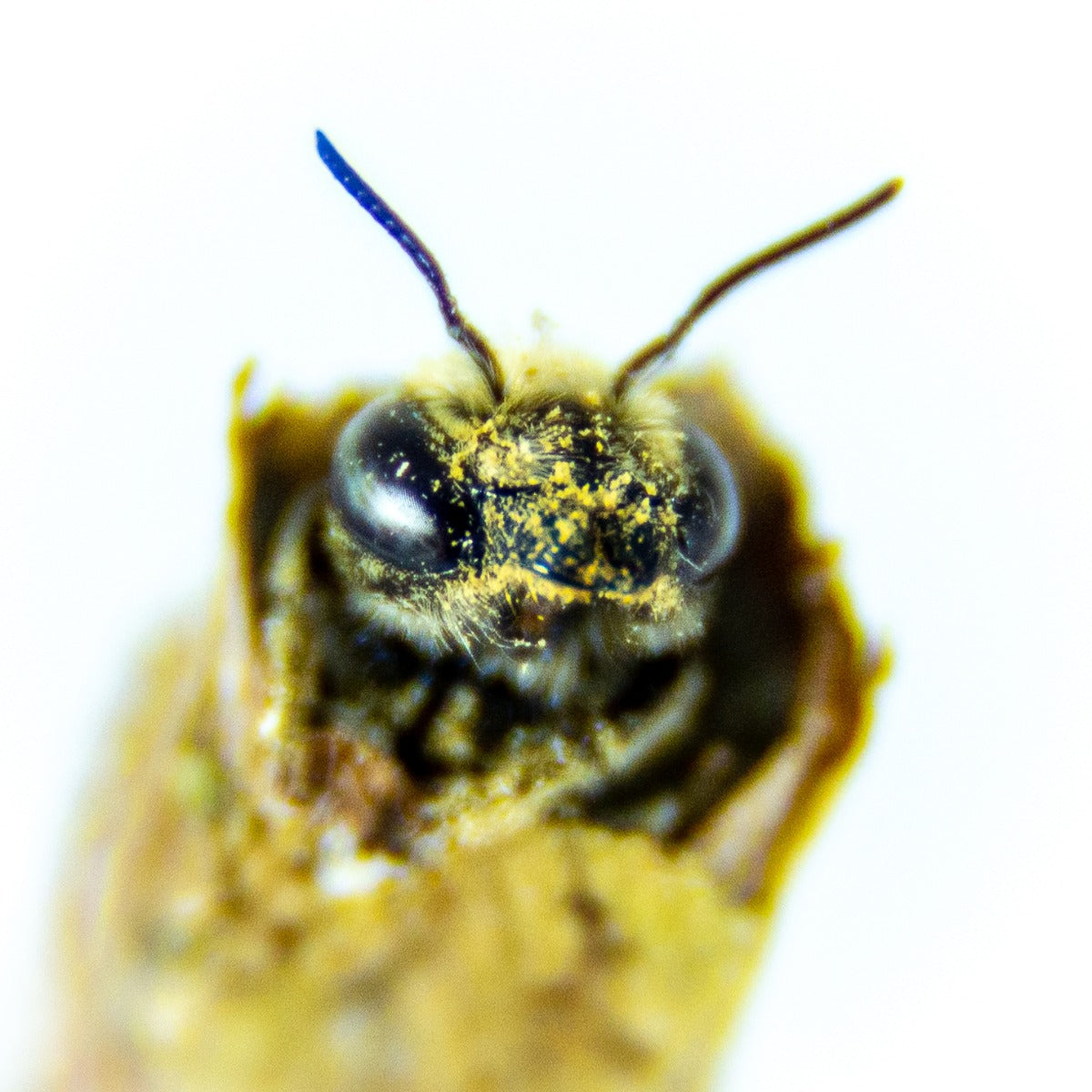 Detailed view of a Leafcutter bee's yellow head emerging from a cocoon