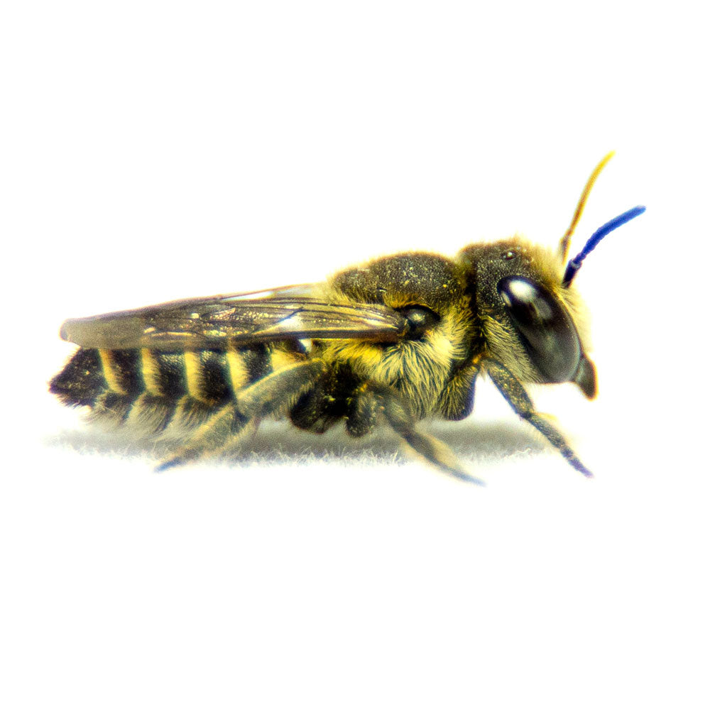 Leafcutter bee with characteristic yellow and black stripes