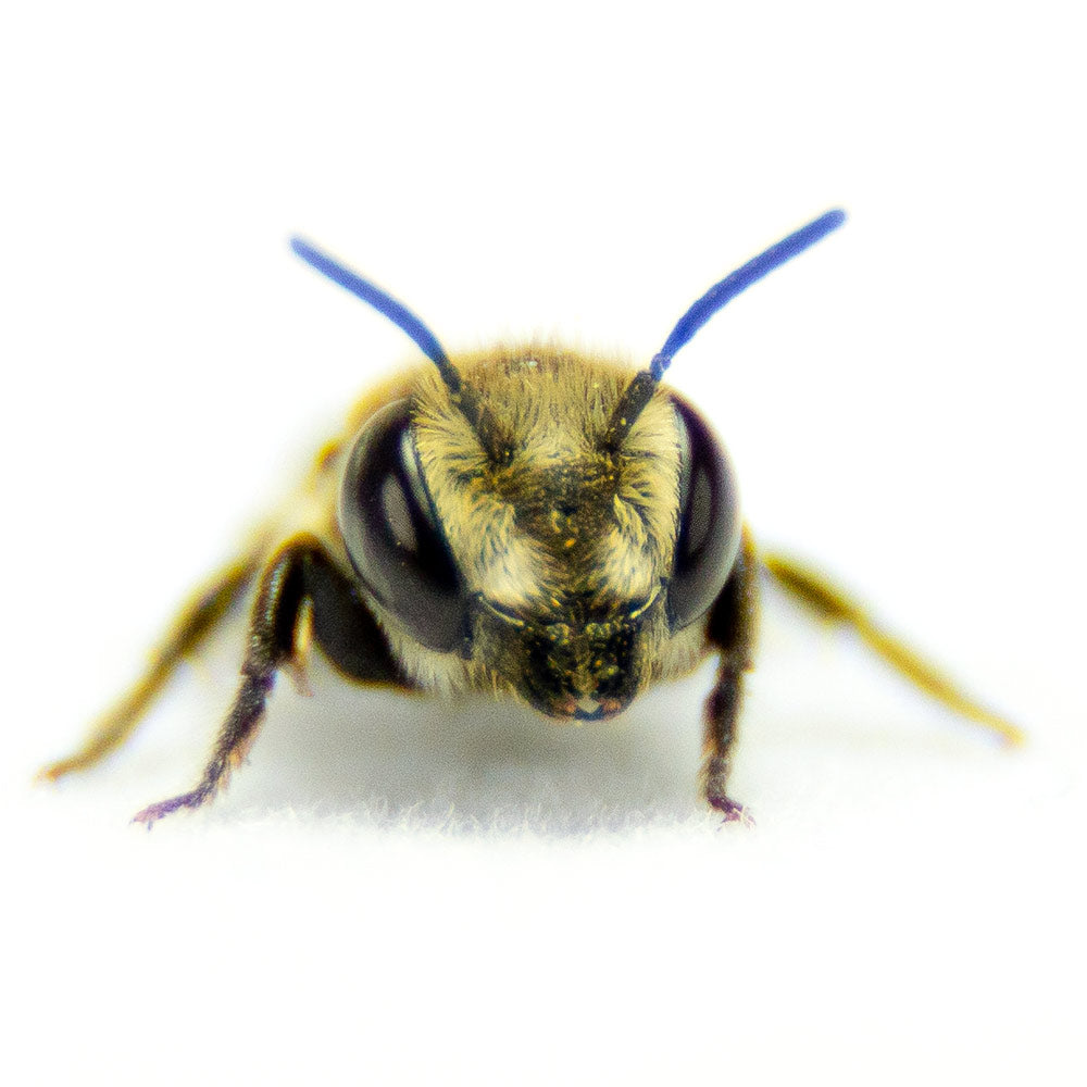 Macro shot of a Leafcutter bee