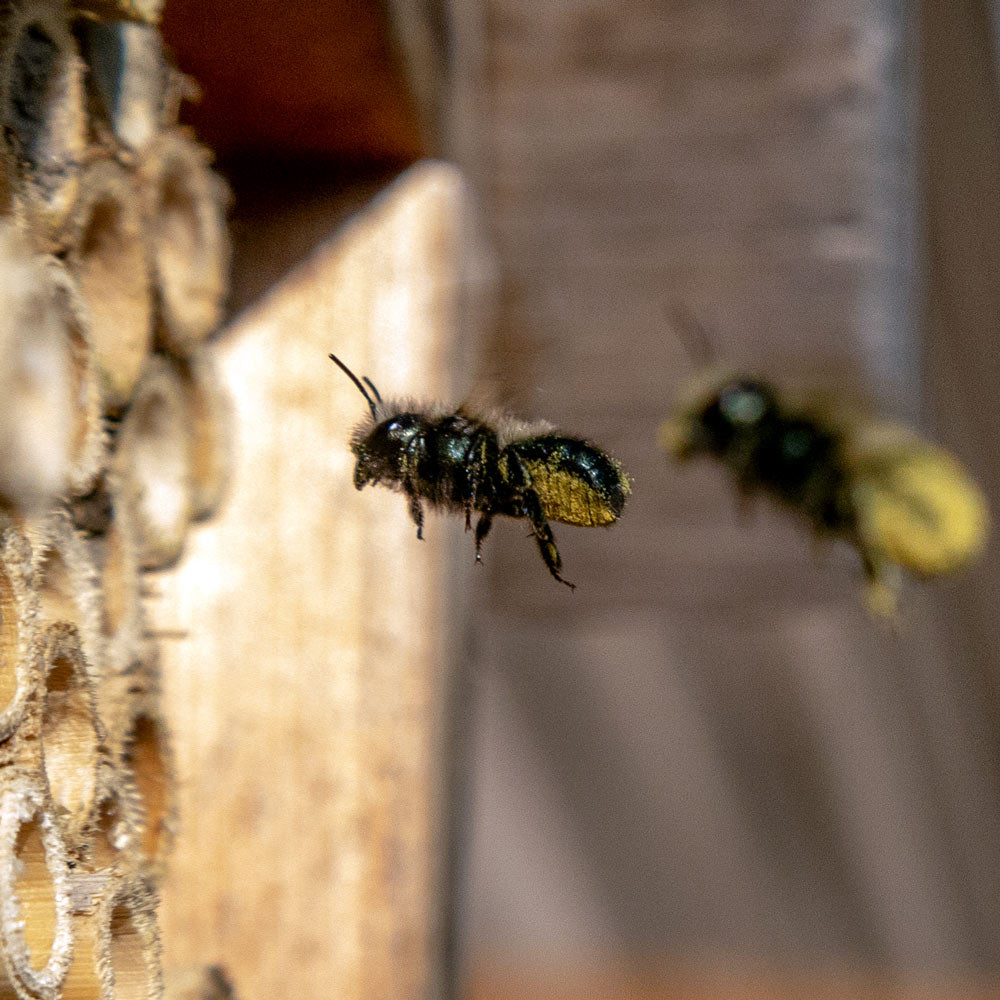 Pair of Mason bees in flight near a wooden nesting structure