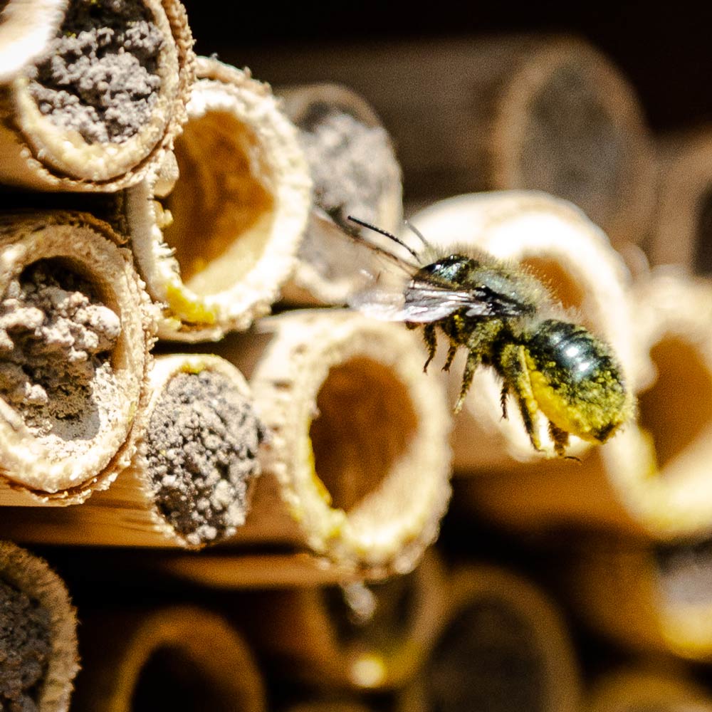 Mason bee approaching the entrance of a wooden nesting tube