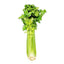 Stock of Celery 52-70 fully grown variety displayed on a white surface