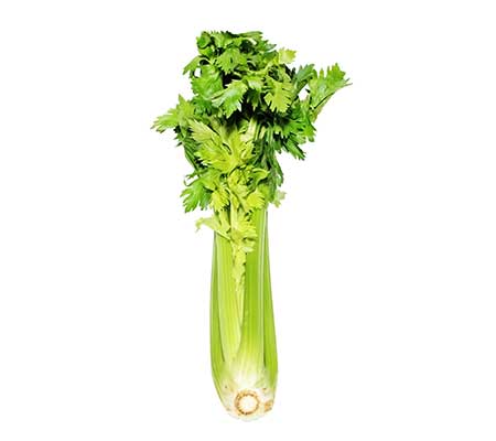 Stock of Celery 52-70 fully grown variety displayed on a white surface