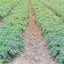 A lush field of Vates Scotch Blue Curled kale growing in soil