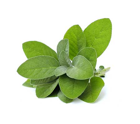 Fresh common sage leaves arranged neatly on a white backdrop