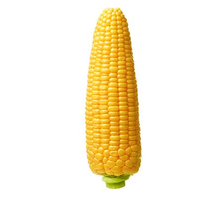 Example of Heirloom Golden Bantam corn stock