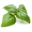 Genovese basil heirloom leaves displayed on a white surface