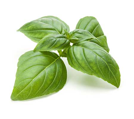 Genovese basil heirloom leaves displayed on a white surface