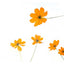 Heirloom Cosmos Bright Lights flowers displayed on a white background