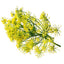 Yellow dill flowers in full bloom against a white backdrop