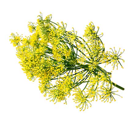 Yellow dill flowers in full bloom against a white backdrop
