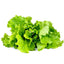Fresh green Salad Bowl lettuce leaves displayed on a white background