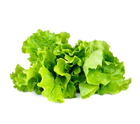 Fresh green Salad Bowl lettuce leaves displayed on a white background